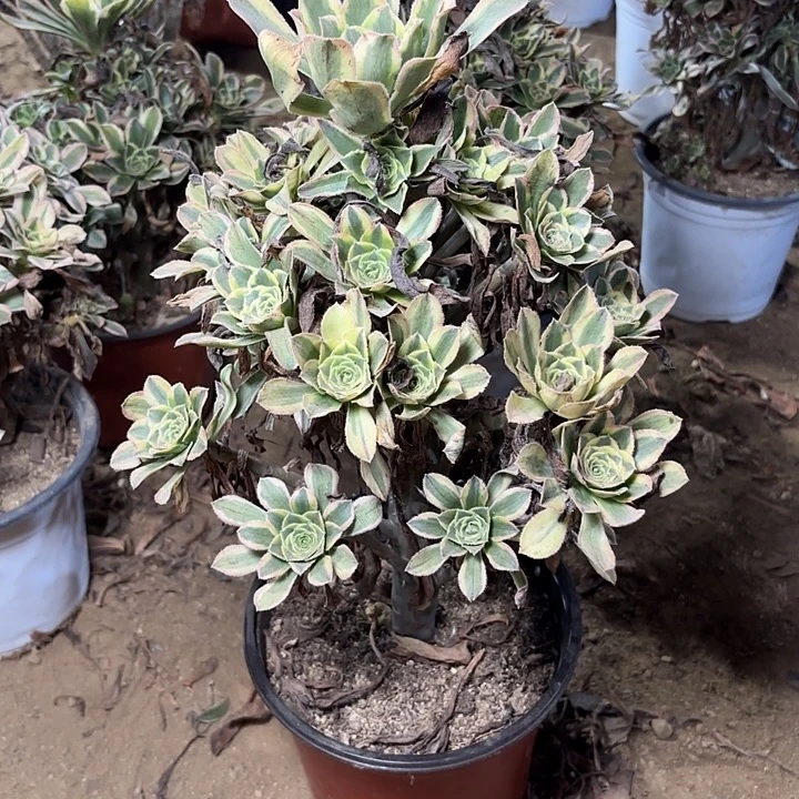 多肉植物宝石捷48