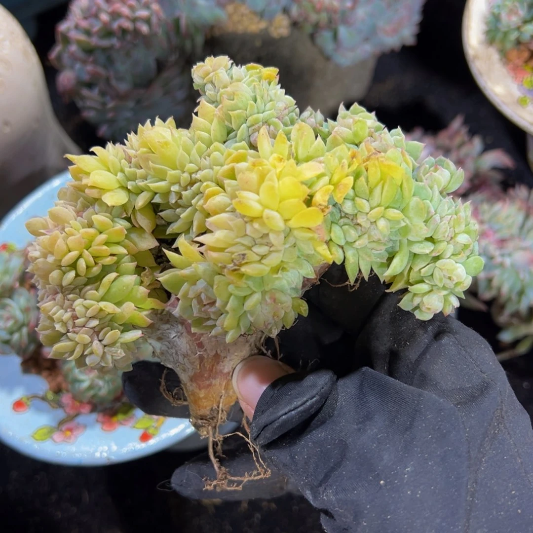 黄钻冰魄缀微瑕天天开心