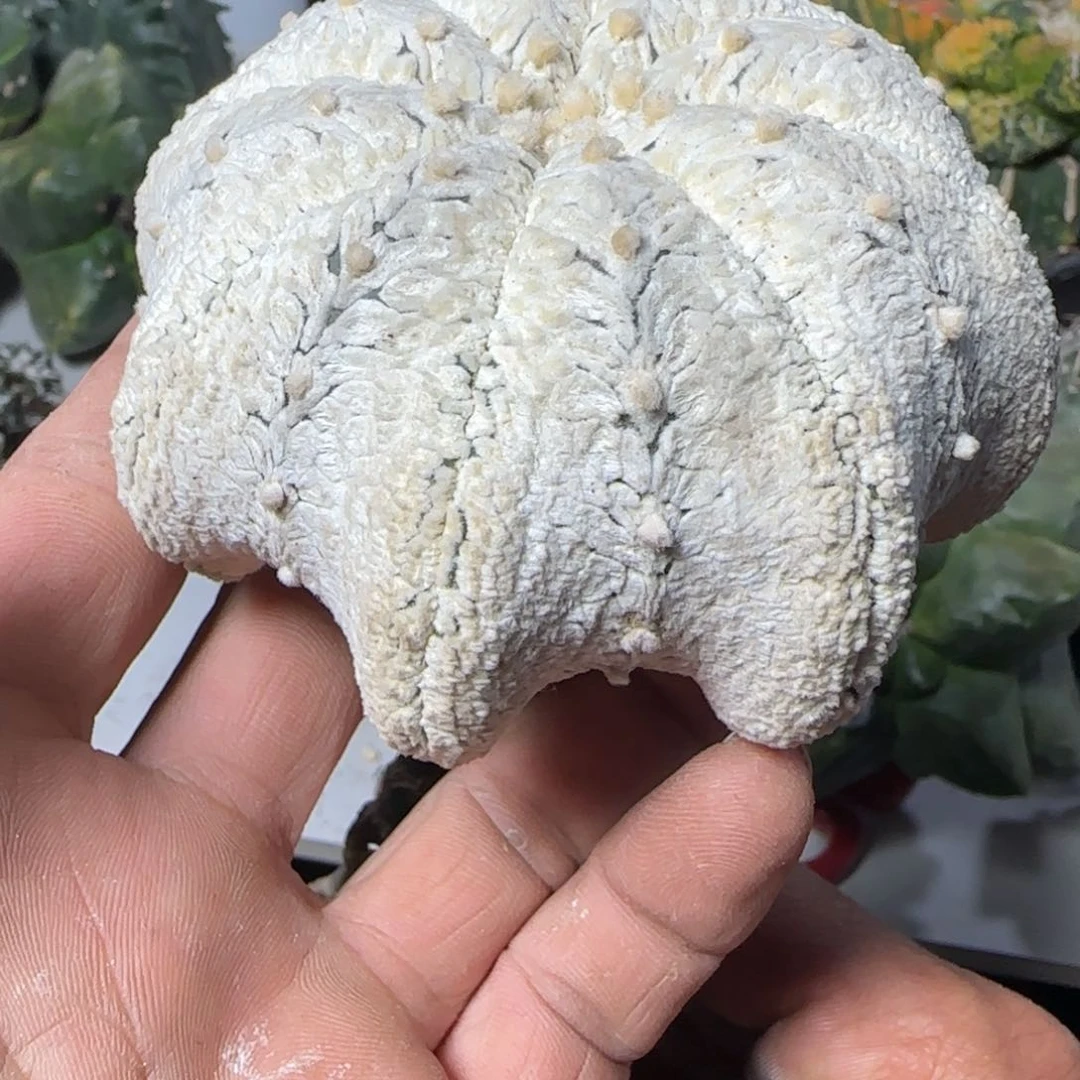 【闪购商品】欣****0漂亮055