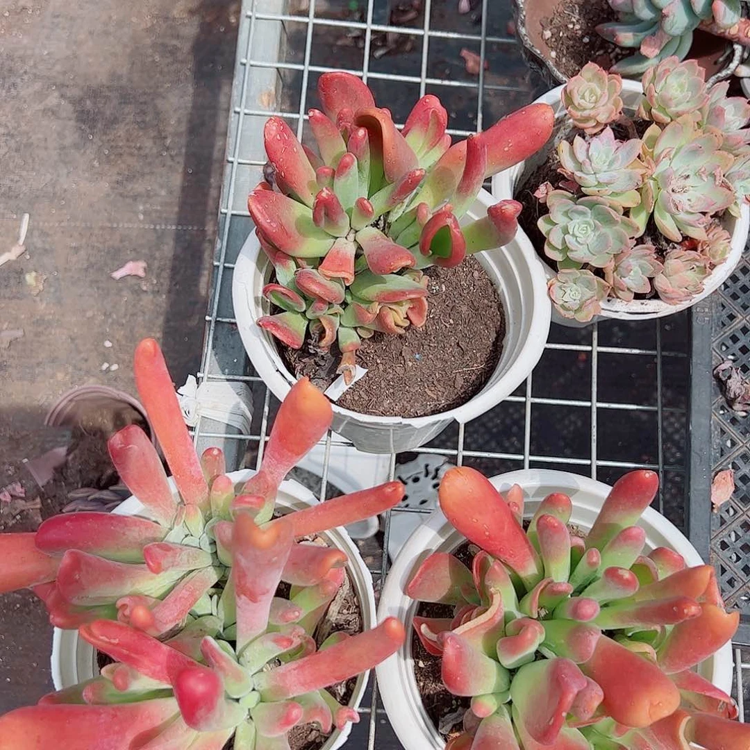 2盆火狐狸 多头群生