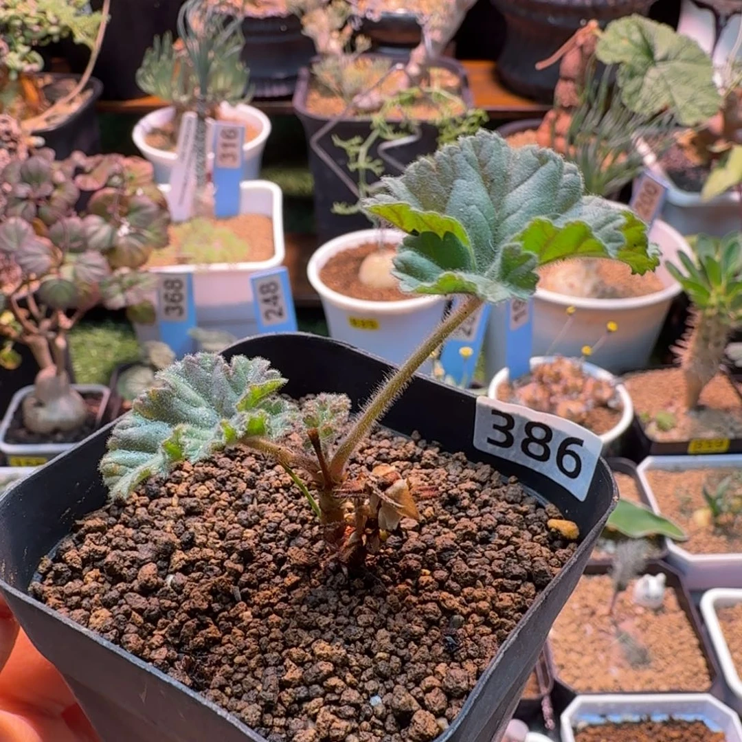 冰淇淋386 仙人掌