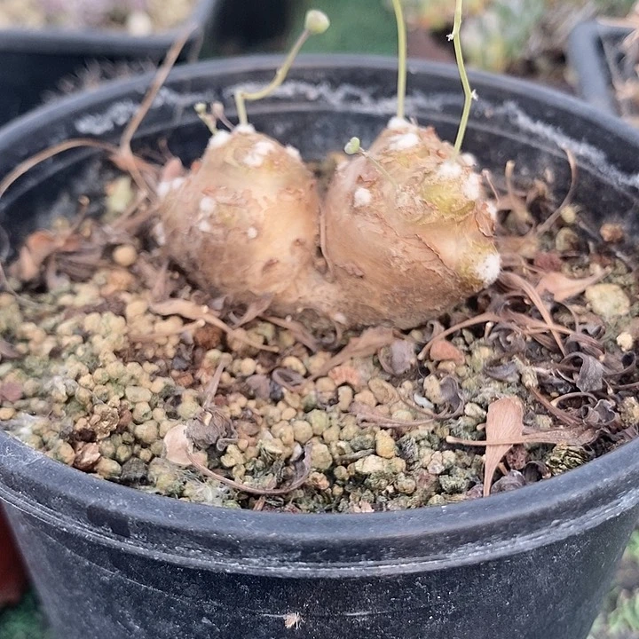 格加厚敦菊。休眠期。 带盆发货