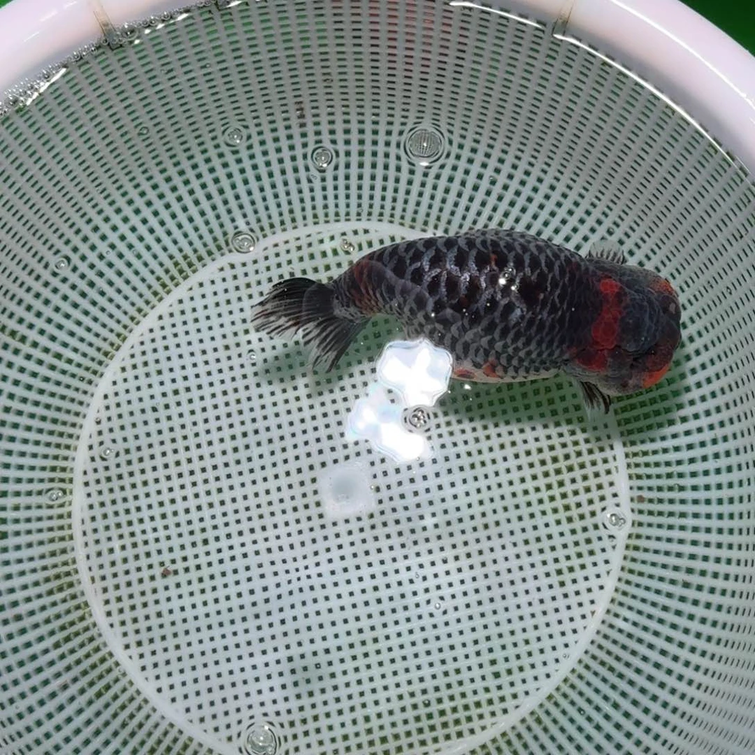 金鱼类不分公母15