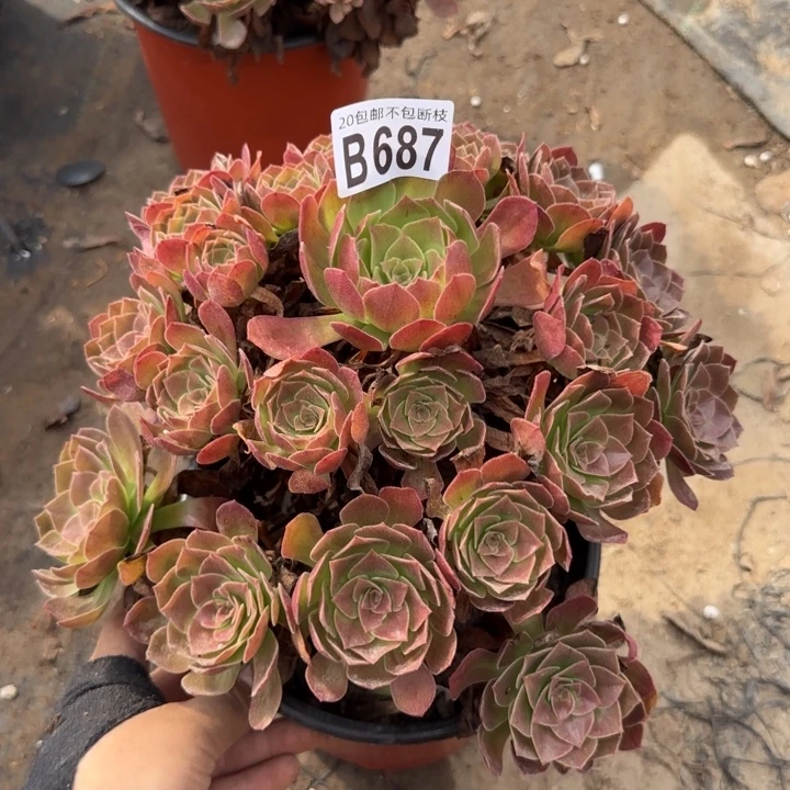 赤焰莲……多肉植物……