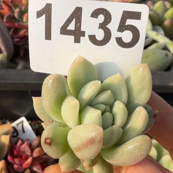 头盖无根多肉植物满18包邮当场凑单不满单隔天发顺丰到付