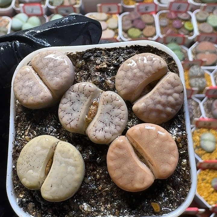 生石花23:：：。   39号