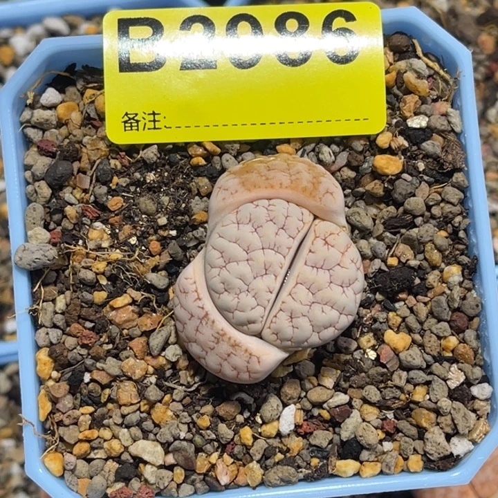 小****家2986荒1专拍的