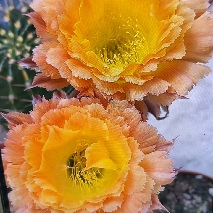 彩草橙黄羽毛侧芽4公分左右