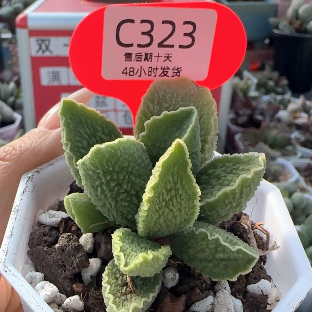 大又绿皮。   323。