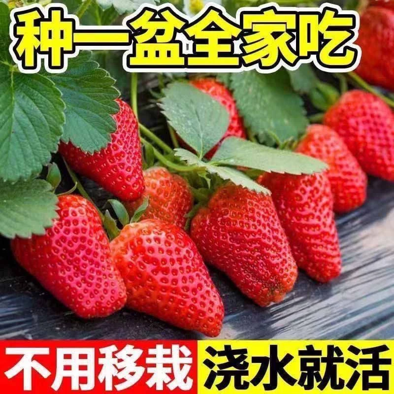 奶油草莓种子四季播种白草莓种籽子阳台盆栽蔬菜庭院室外