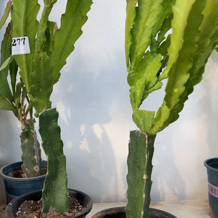 当前无花栽培后可以开花大*278