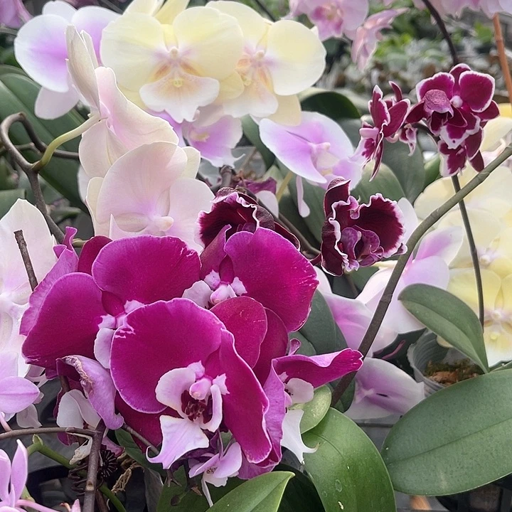 溶**?蝴蝶兰0783带剑3.5