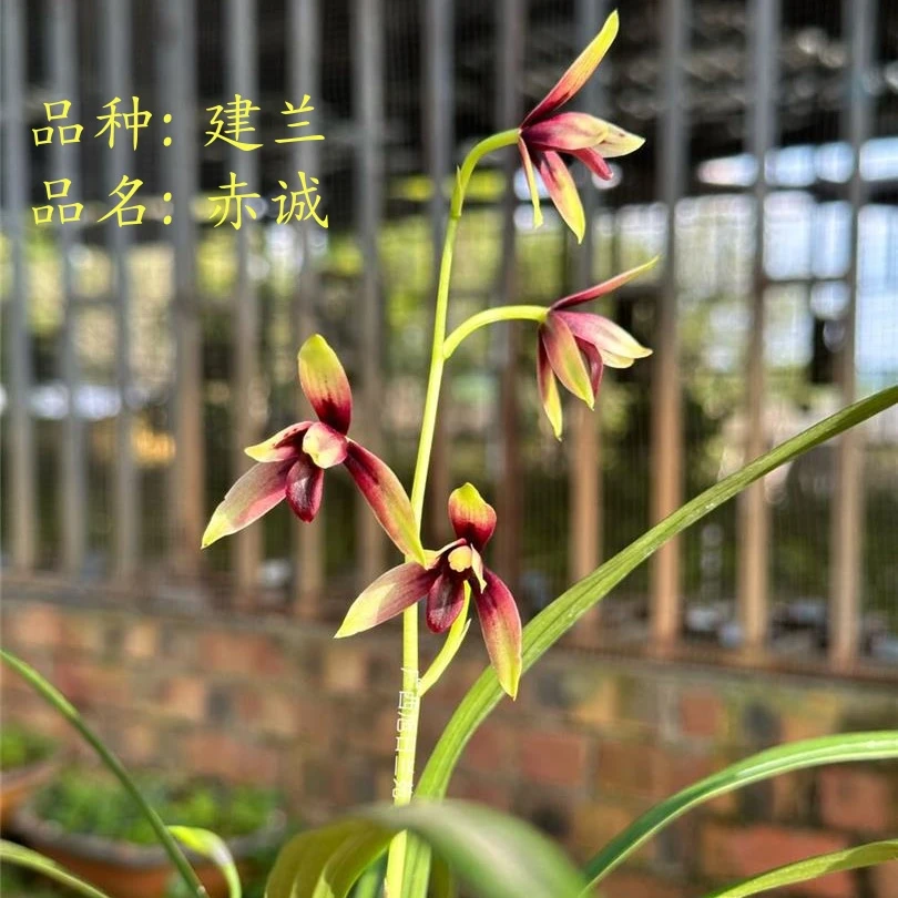 高档赤诚峨眉晨光浓香型建兰室内办公室盆栽花卉