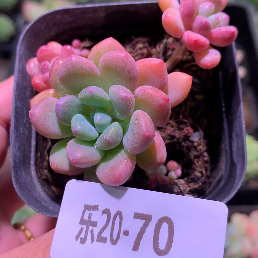 乐然20-70 冰彤 带仔