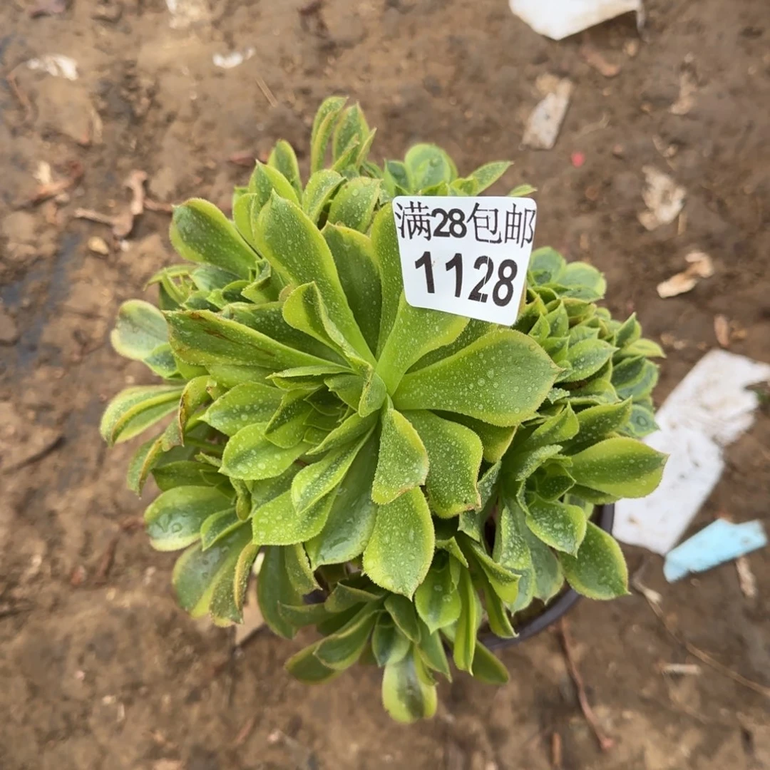 青檬多肉1128满28包邮断枝不包