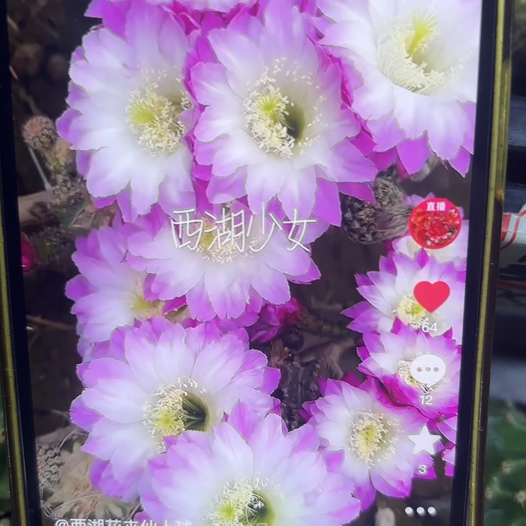 少女彩公分20包邮仙人球23