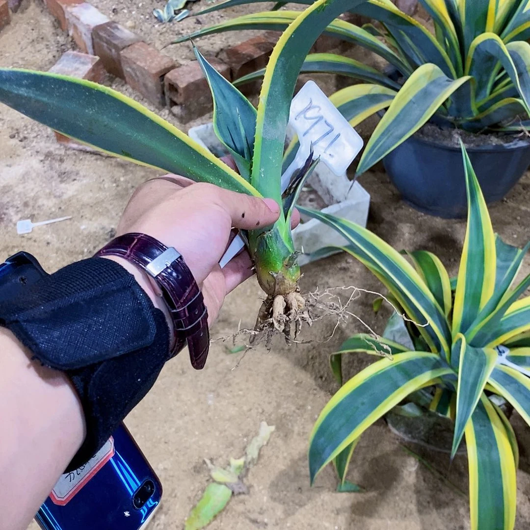 用****11917威比一颗