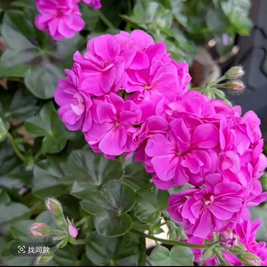 蓝女巫垂钓天竺葵进口品种天竺葵小苗情