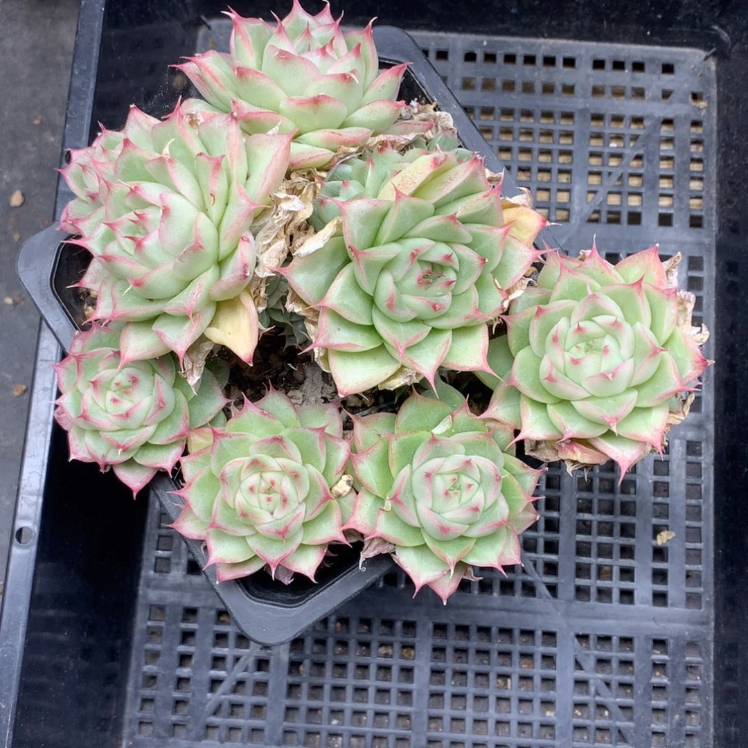 1203-131 套餐一组