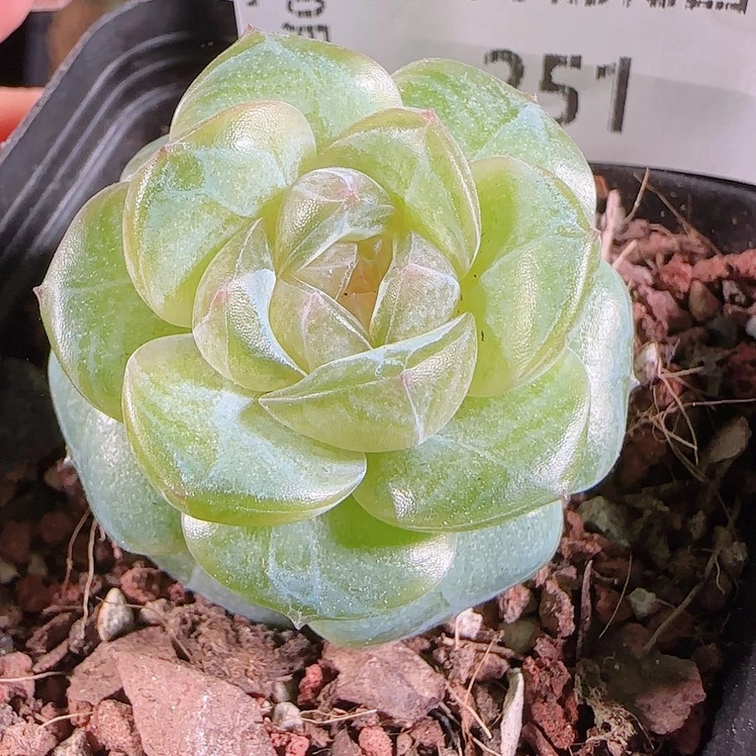 1027--251若画一物一拍