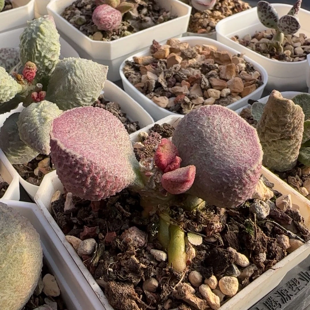 哈默猪肝多肉水泡植物