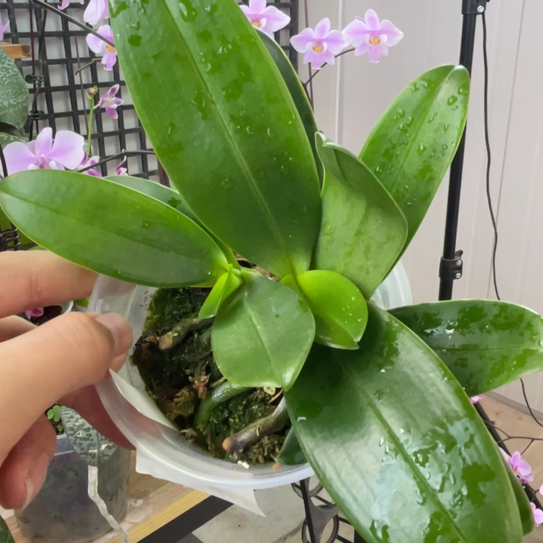 完全开放白EQ-福利3苗-1340