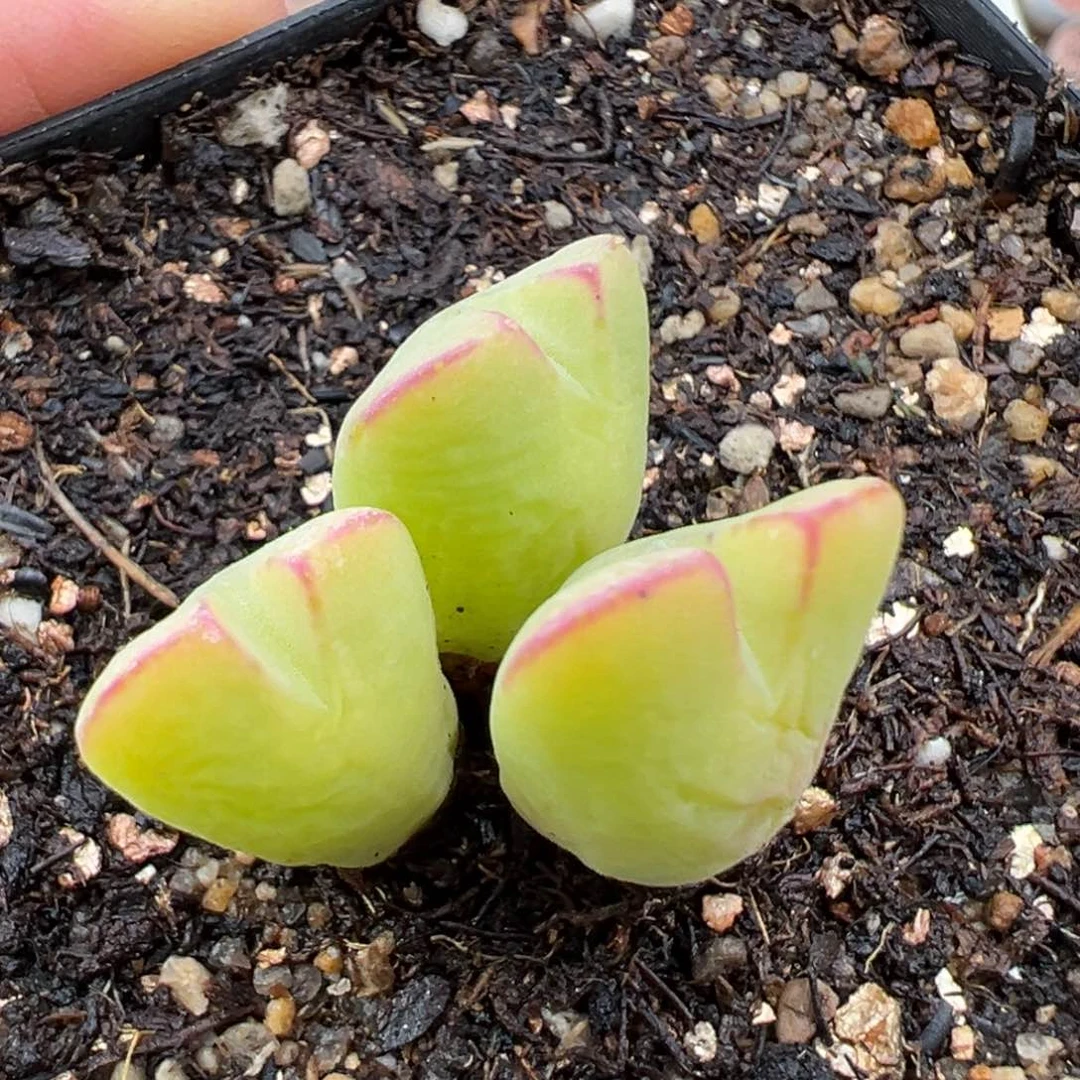 2.21好看的多肉717