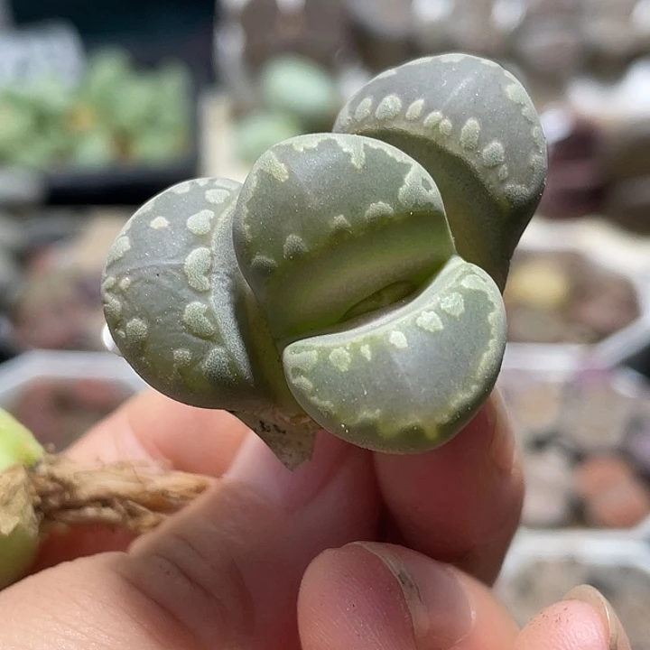 大部分花苞少量开放大牙736