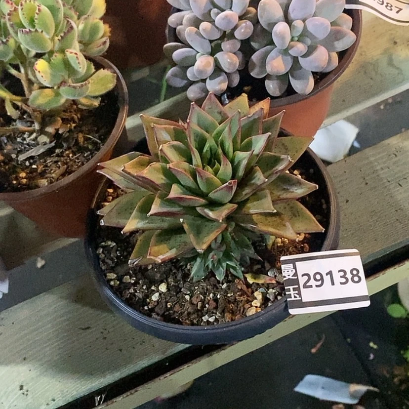 【闪购商品】鹿**呦杂29138
