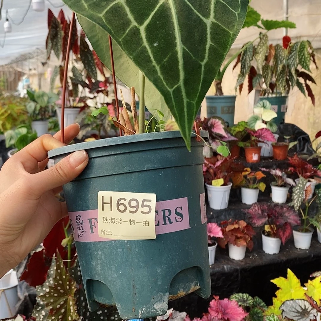 不开花植物大*橘秋海棠695