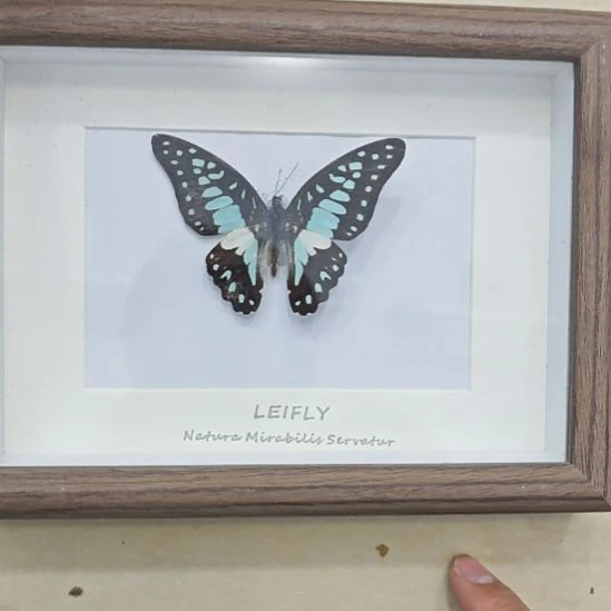 蝴蝶标本木兰青凤蝶木框