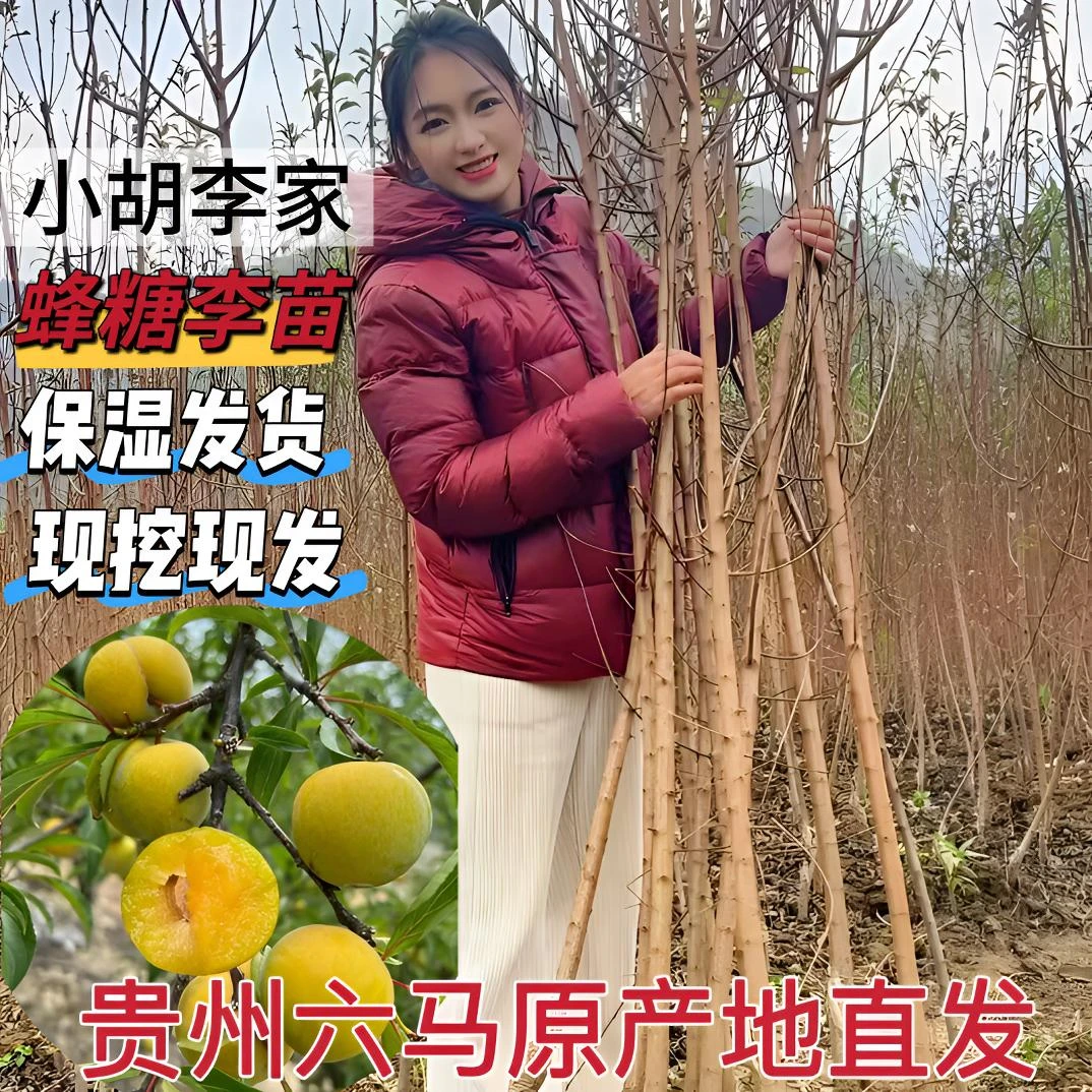 贵州六马镇蜂糖李子树苗嫁接苗原产地直发