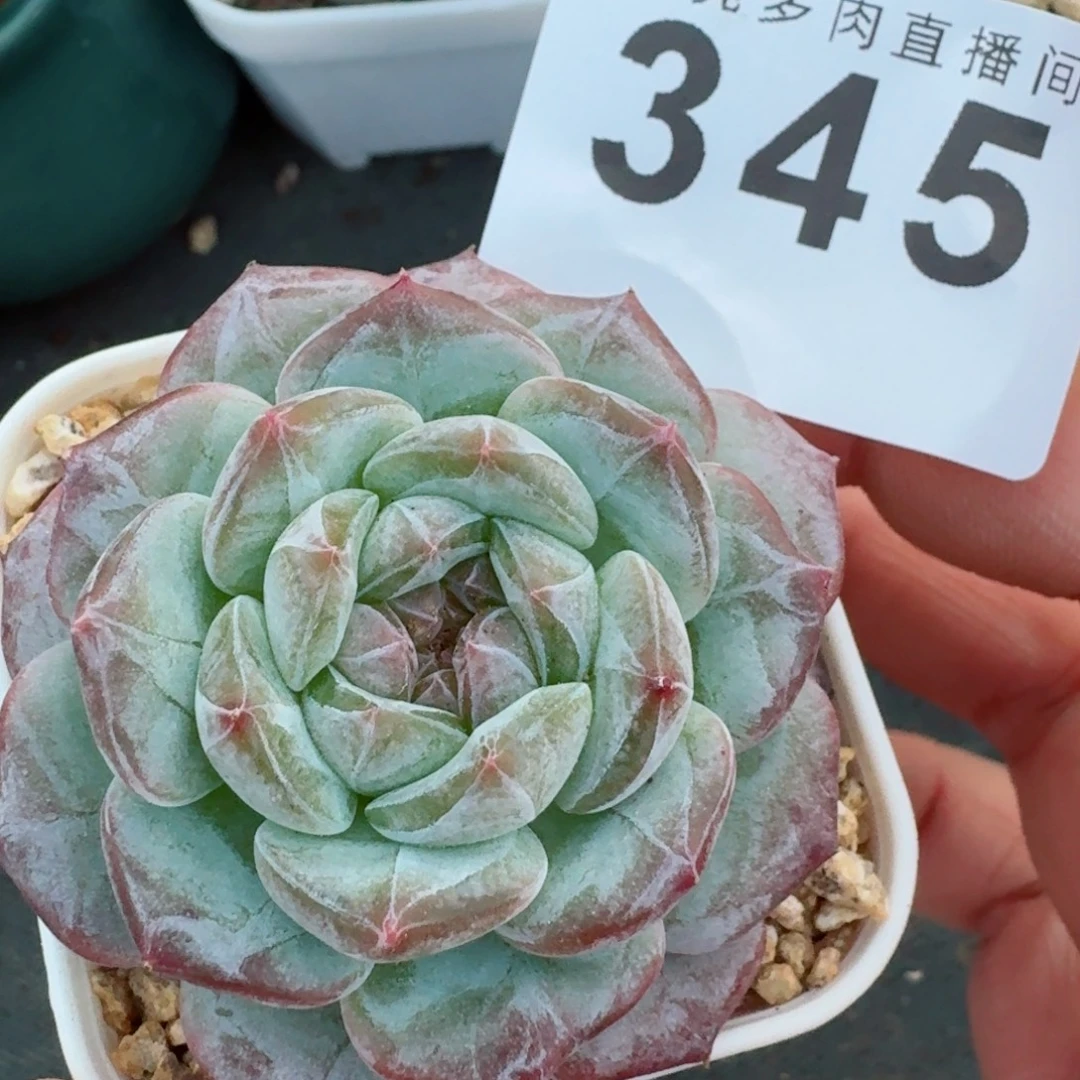 雪塔            精美多肉植物