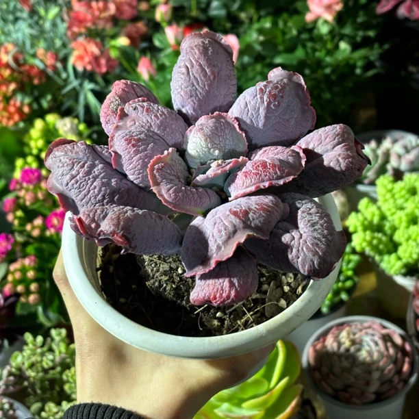 狂野男爵多肉｜个性【新疆包邮】