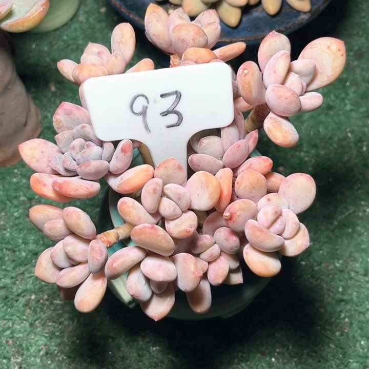 珍舞奶3号码牌子的话题了