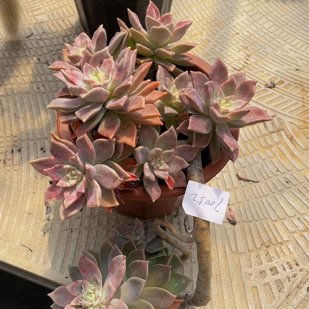 米****?血色浪漫70052