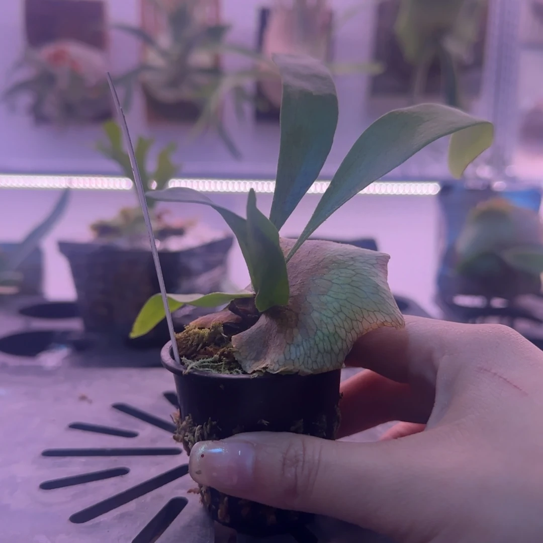 雷电鹿角蕨孢子苗