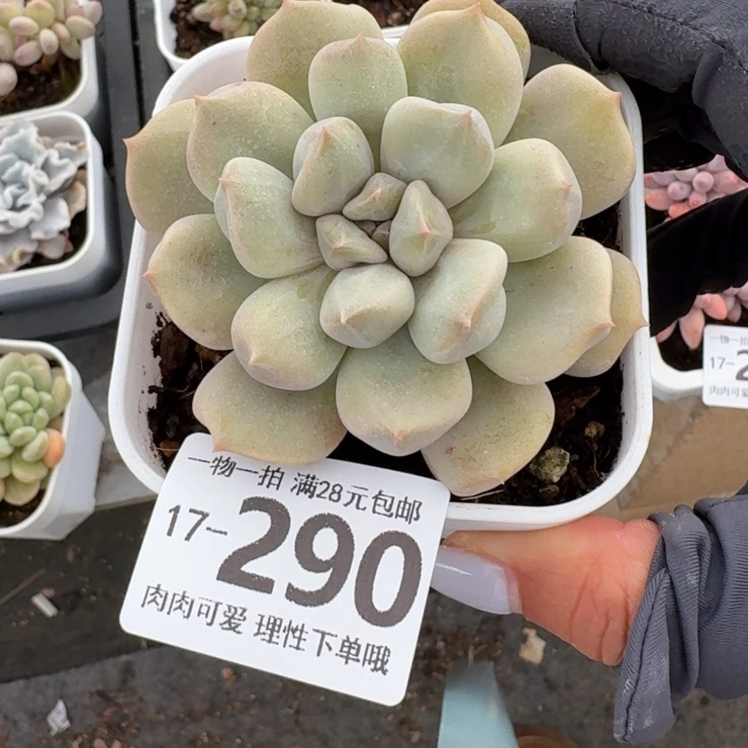 超奶无盆土发货无