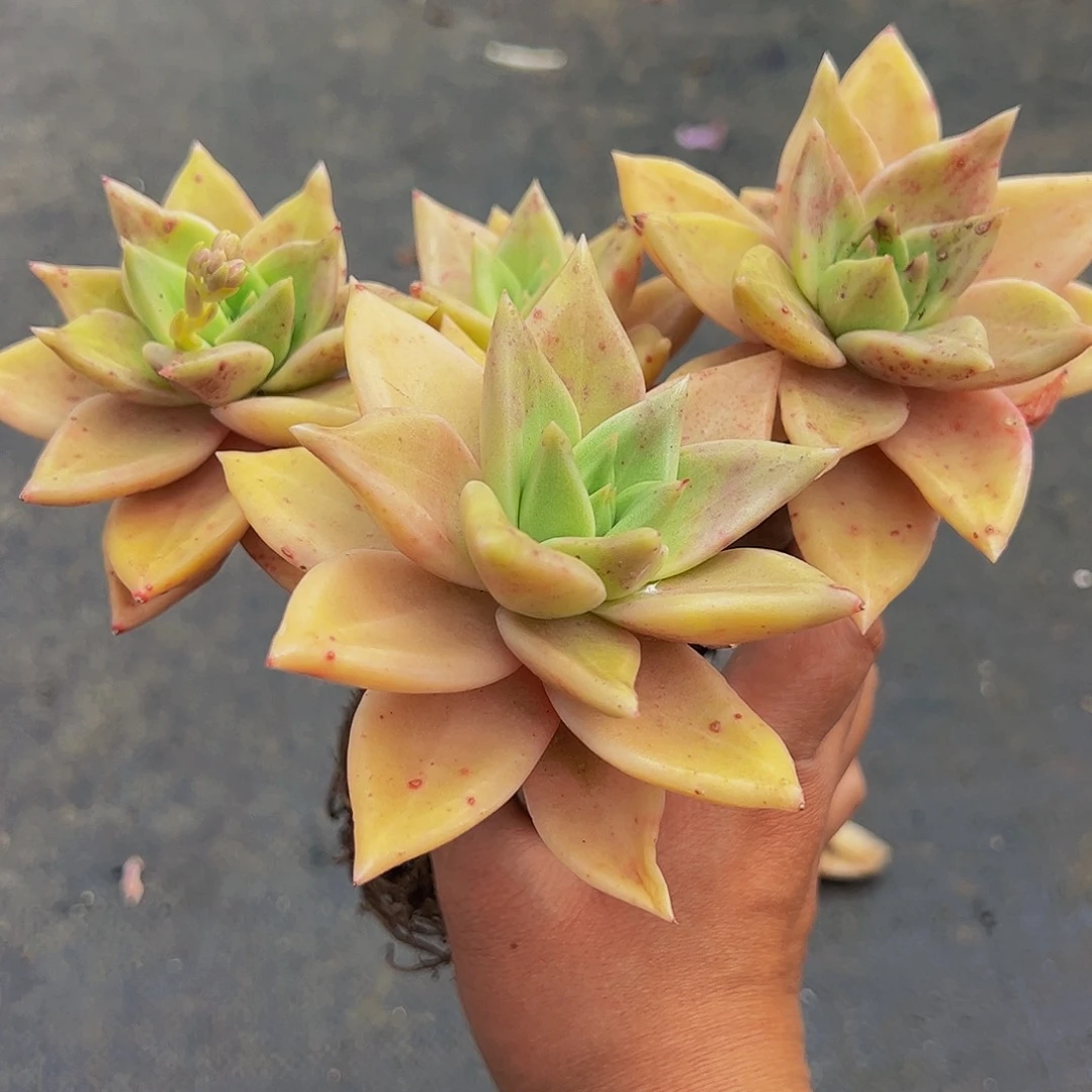 黄金表丽娜四头起多肉