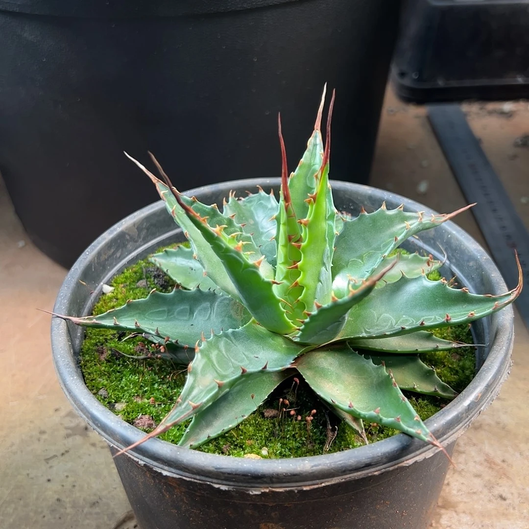 无花朵多肉植物蒙塔纳实生