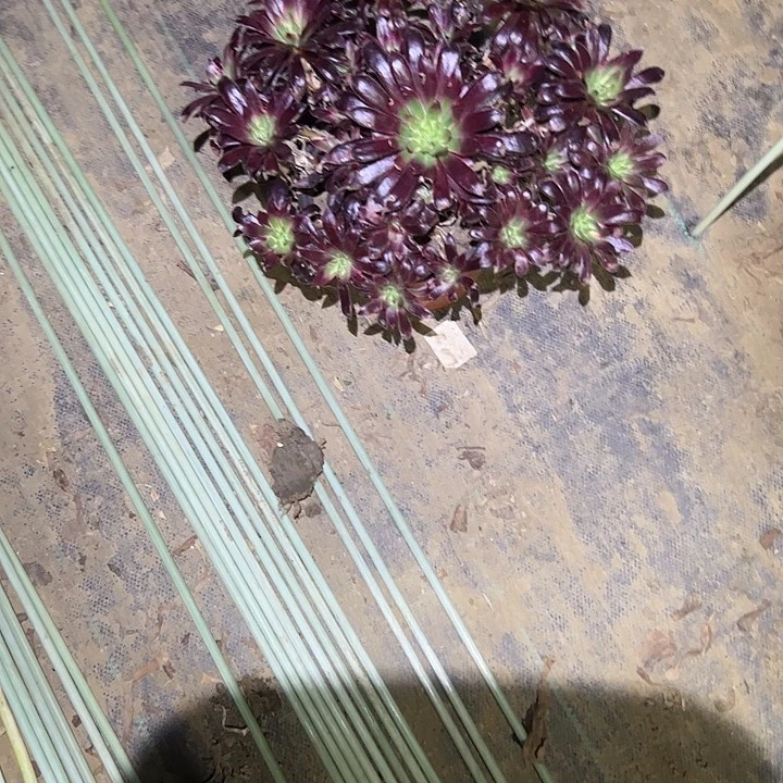 不包侧枝一物一拍71