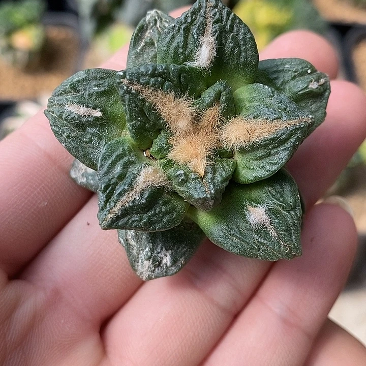 苗落自根牡丹。469后