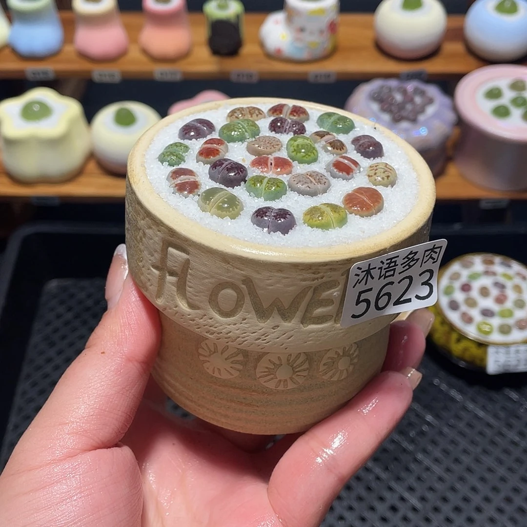 带盆土植物 一物一拍5623