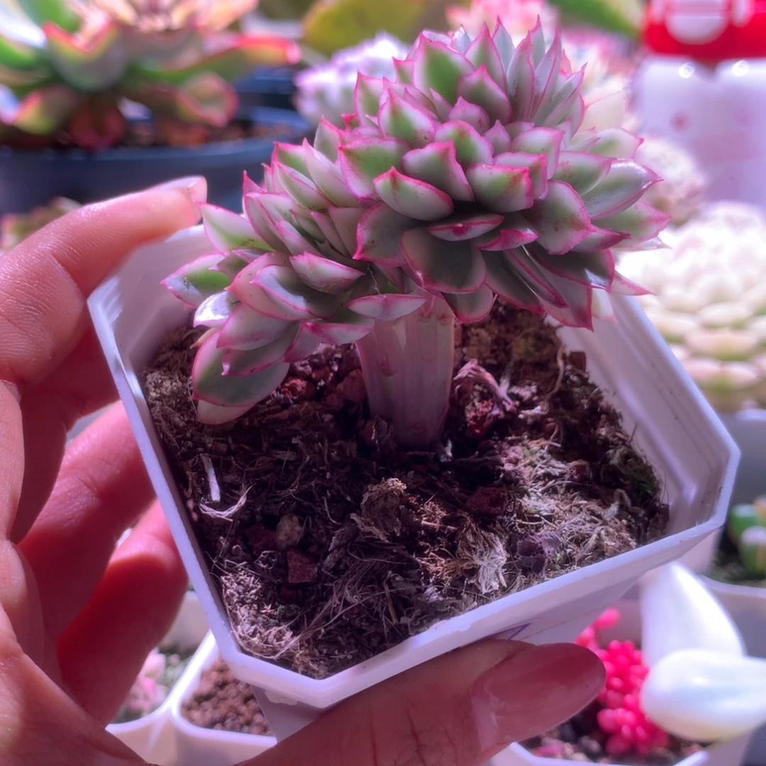 红花女王覆轮锦缀化有根