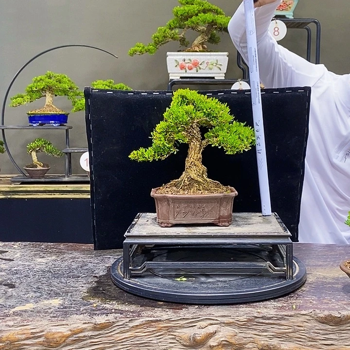 无花朵黄杨盆景四季常青