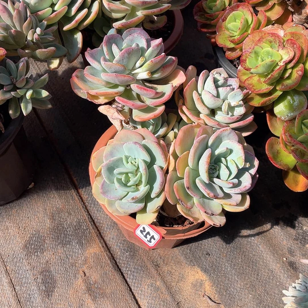 255白月光 一物一拍多肉