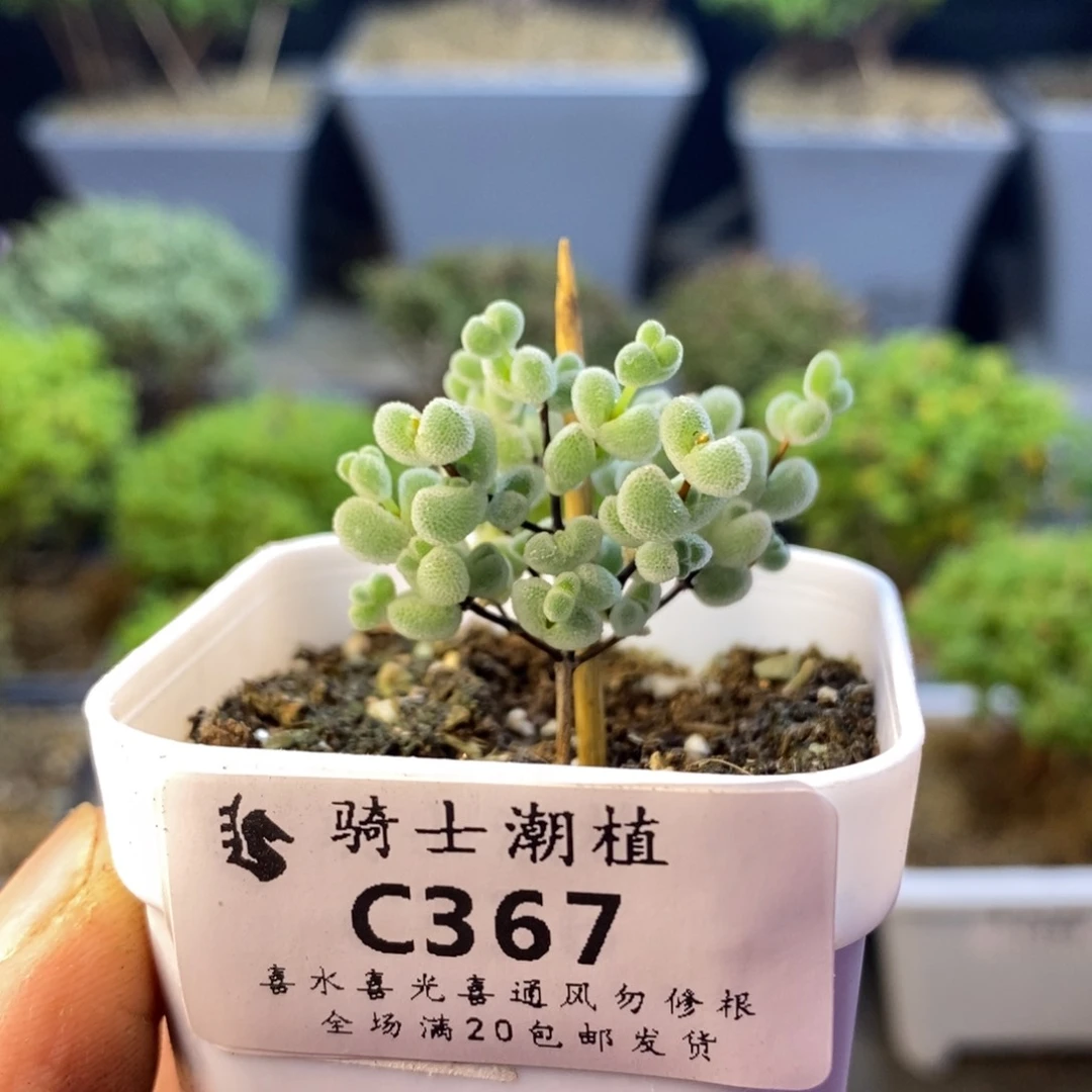 367实生精控优选白体莱斯