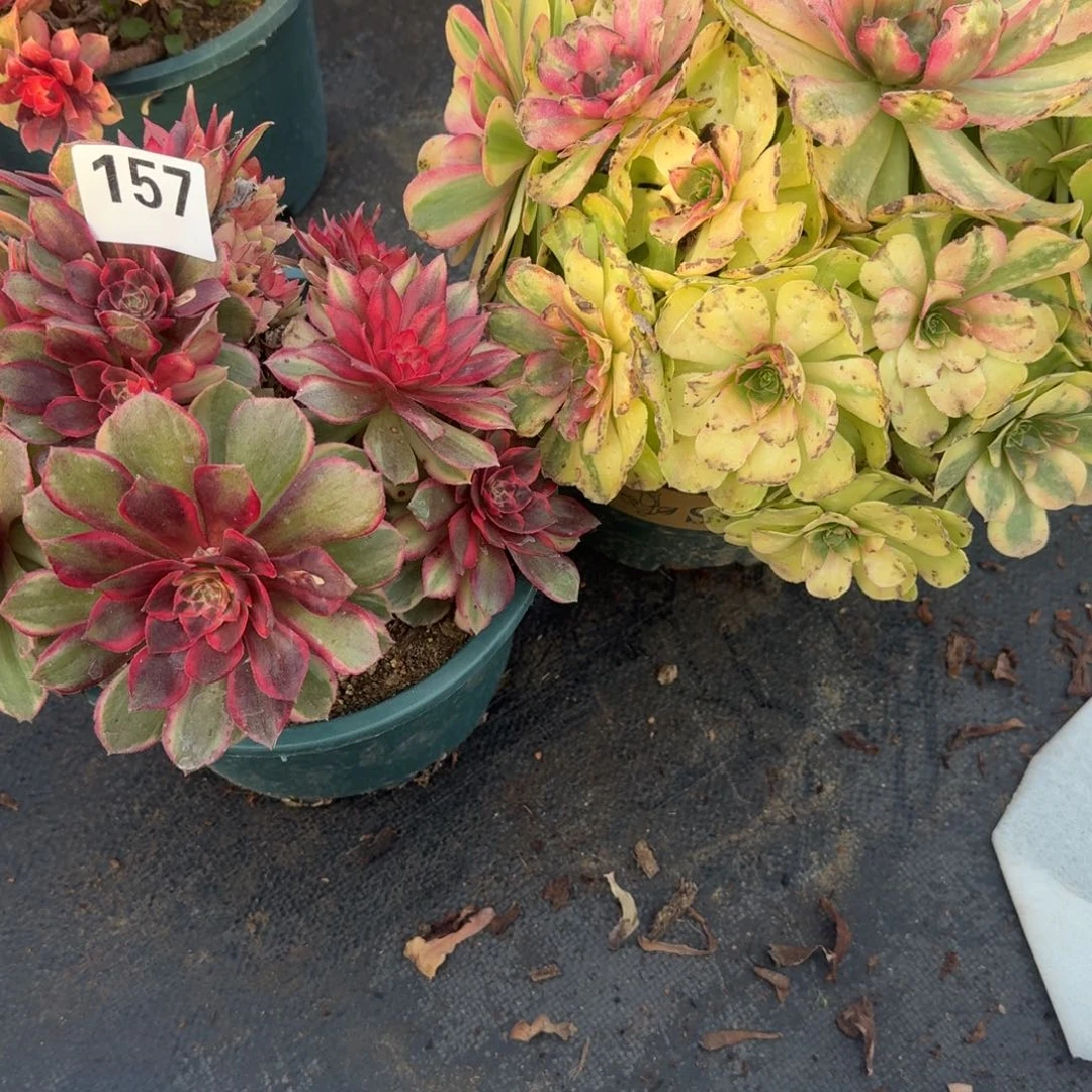 157组合多肉植物老庄