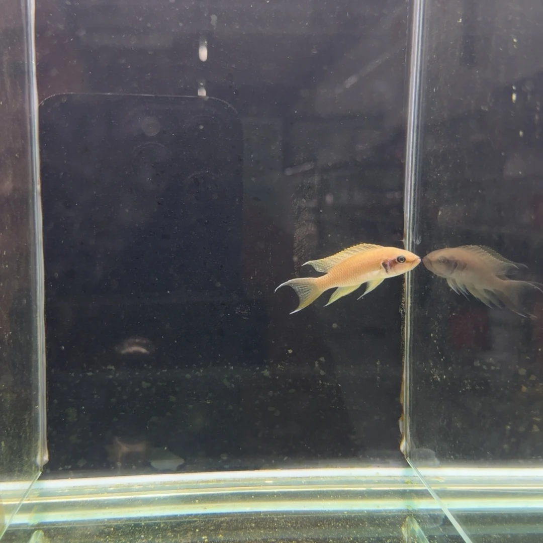 黑***灰慈鲷1297号野生女王