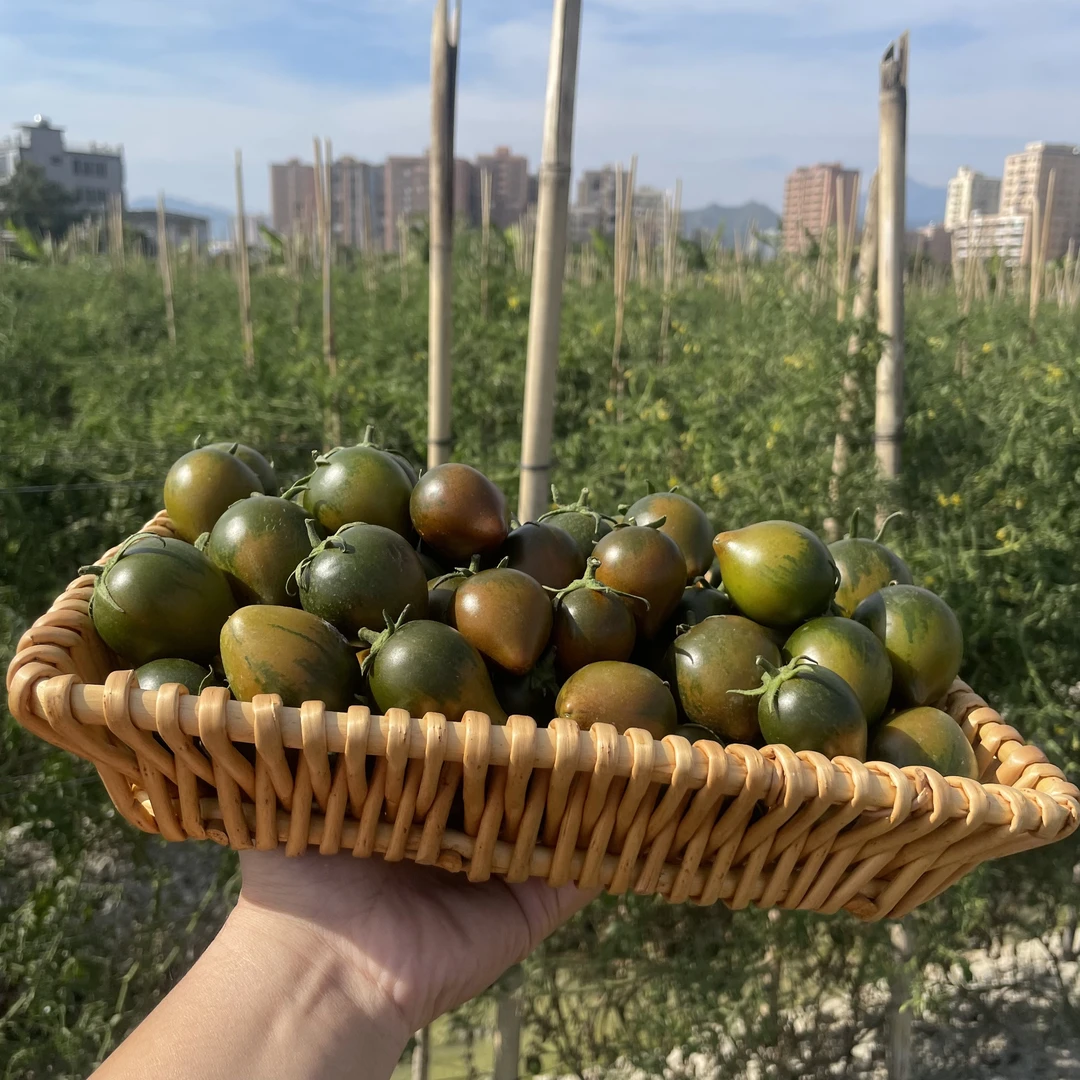广东汕尾露天种植自然熟紫春桃铁皮草莓番茄当季新鲜现摘产地直发